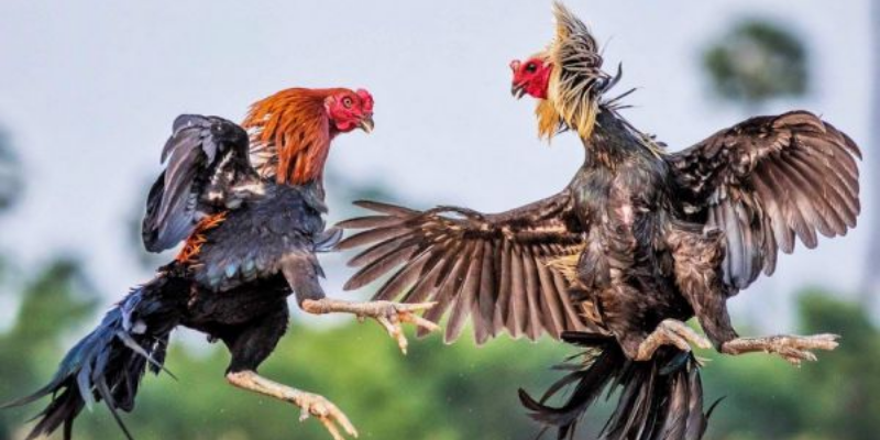 Cách Xem Đá Gà Được Lựa Chọn Nhiều Nhất Hiện Nay 4 Cách xem đá gà