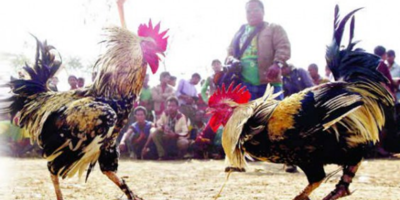 Cách Xem Đá Gà Được Lựa Chọn Nhiều Nhất Hiện Nay 6 Lưu ý khi chọn cách xem đá gà trực tuyến