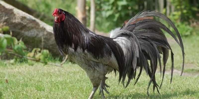 Mẹo chọn gà qua màu lông tốt nhất 4 Chọn gà qua màu lông tối