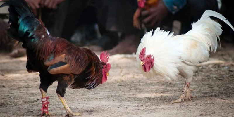 Giống Gà Đá Hay Nhất Và Cách Nhận Biết Chiến Kê 5 Giống gà chọi Thái Lan