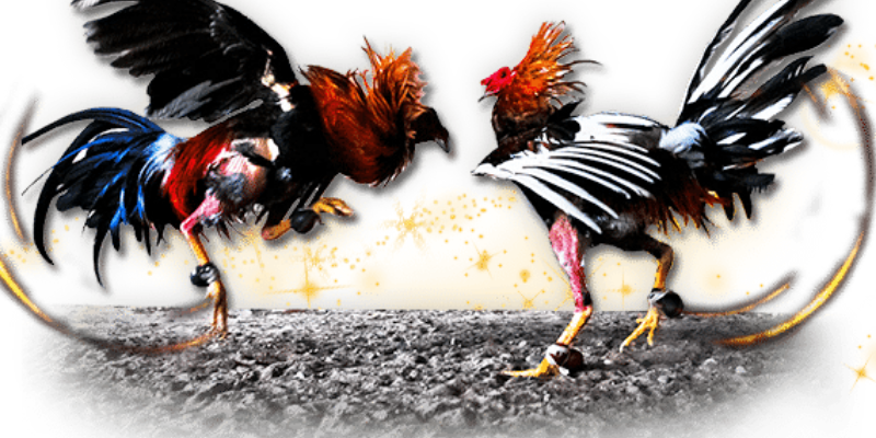 Xem đá gà trực tuyến tại Jun88 và những thông tin bạn nên biết 4 Đá gà trực tuyến là gì?