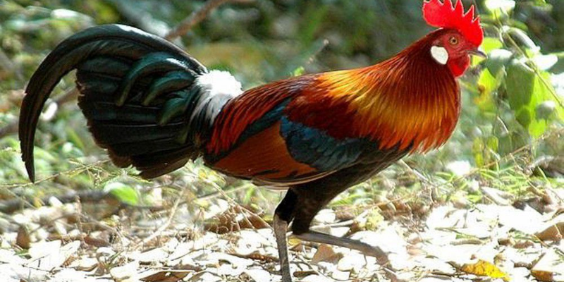 Kinh nghiệm nuôi gà đá tốt hay nhất 4 Tuyển chọn giống gà nuôi gà đá tốt