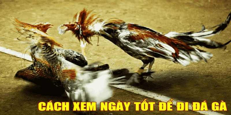 Bật Mí Kinh Nghiệm Xem Ngày Đá Gà Chiến Kê Ra Trận 4 xem ngày đá gà chiến kê ra trận