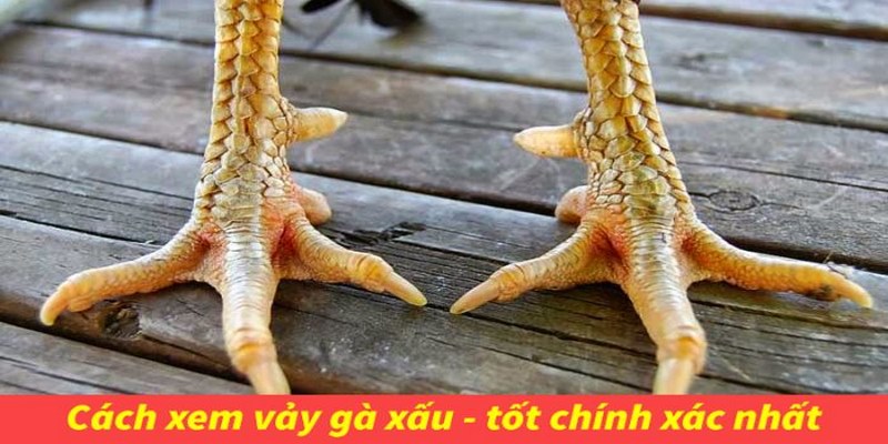 Các Loại Vảy Gà Chọi Quý Hiếm Có Thể Anh Em Chưa Biết 5 Các Loại Vảy Gà Chọi