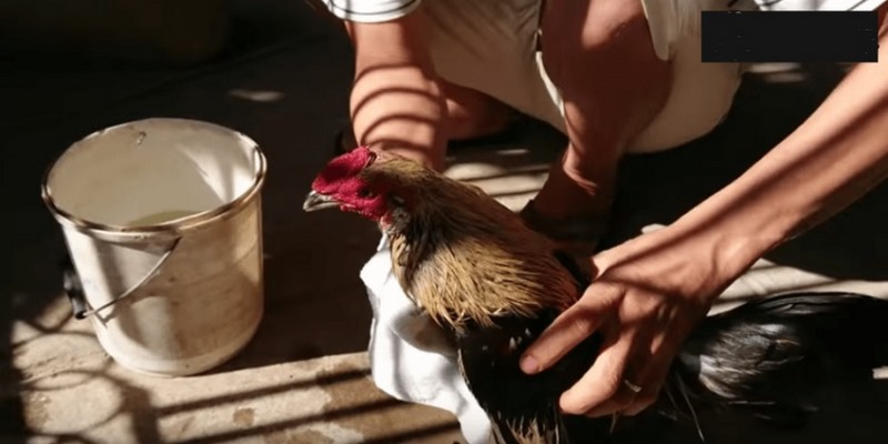 Những Cách Chăm sóc Gà Sau Khi Đá Về Phục Hồi Nhanh 4 cách chăm sóc gà sau khi đá về