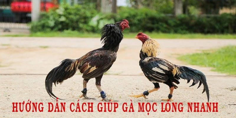 Hướng Dẫn Cách Chăm Sóc Gà Thay Lông Nhanh Và Hiệu Quả 6 Chăm sóc gà thay lông