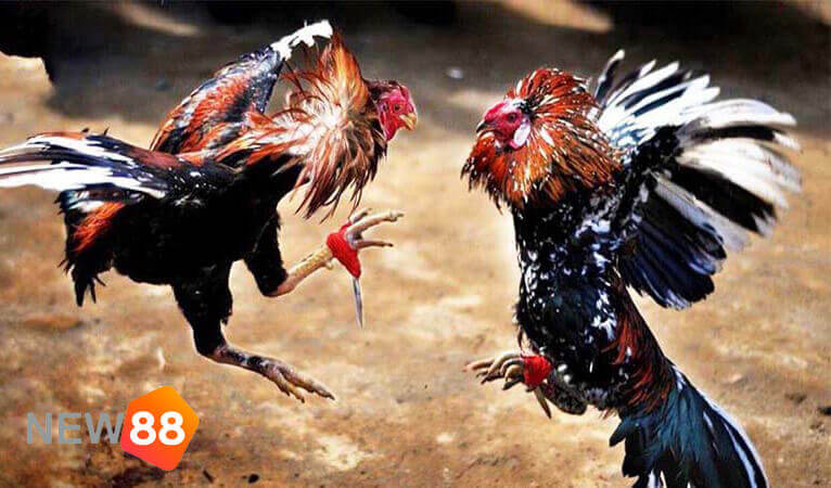 New88 - Nhà Cái Đá Gà Uy Tín Nhất Việt Nam 3 Độ an toàn khi chơi đá gà trực tuyến New88