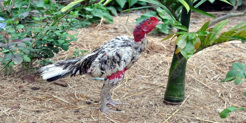 Cách Chữa Gà Đá Về Đi Tập Tễnh Hiệu Quả 4 gà đá về đi tập tễnh