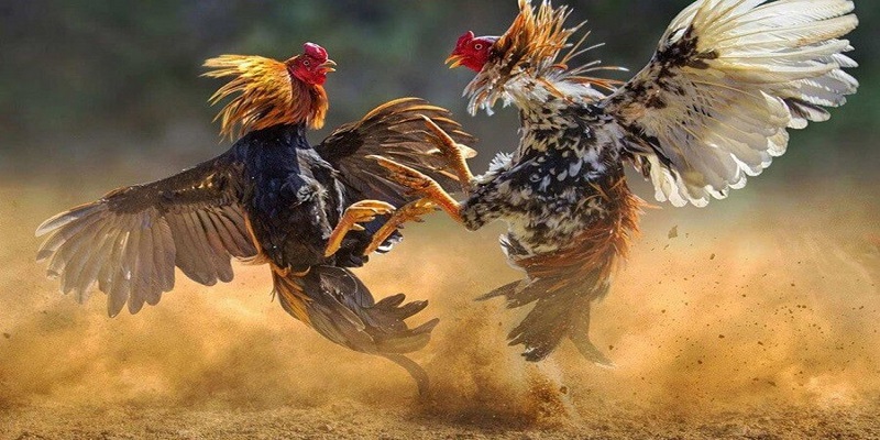 Hướng Dẫn Đá Gà Jun88 Chi Tiết Dễ Thắng 5 Hướng dẫn đá gà Jun88 dành cho người mới tham gia