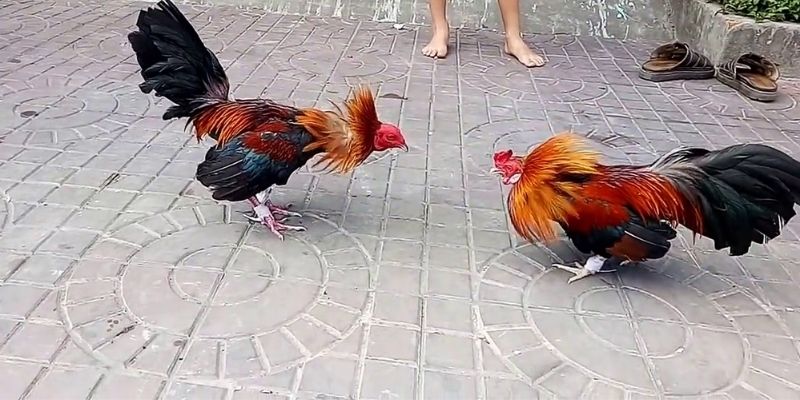 Mẹo chơi đá gà online- Tự tin tham gia đá gà chỉ sau 5 phút 4 meo choi da ga online 1