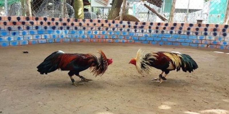 Mẹo chơi đá gà online- Tự tin tham gia đá gà chỉ sau 5 phút 6 meo choi da ga online 3