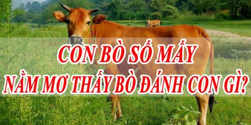 Mơ thấy bò báo hiệu điều gì? Jun88 giải mã giấc mơ 6 Những con số may mắn liên quan về giấc mơ thấy bò (Nguồn: Internet).