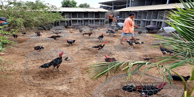 Top Những Trại Gà Bến Tre 2019 Chất Lượng Và Nổi Tiếng Nhất 5 Trại Gà Bến Tre 2019