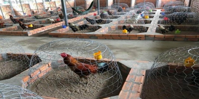 Trại gà Hưng Cần Thơ Năm 2021 - Trại Gà Đá Uy Tín Tại Việt Nam 4 Trại gà Hưng Cần Thơ năm 2021