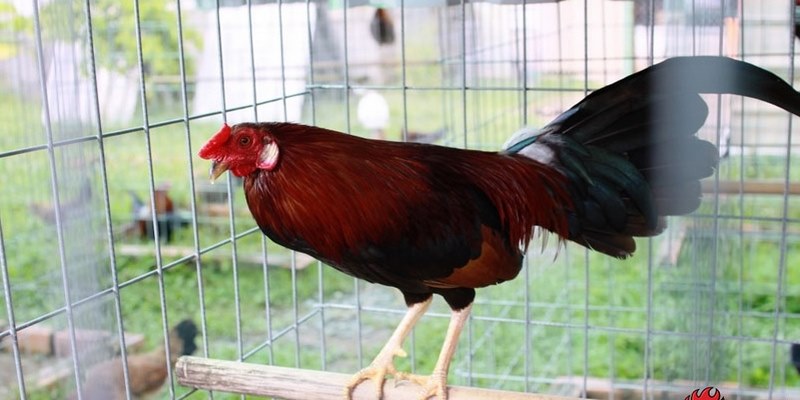 Trại Gà Đá Nam Phát Nức Tiếng Tại Khu Vực Miền Nam 6 Trại gà đá Nam Phát